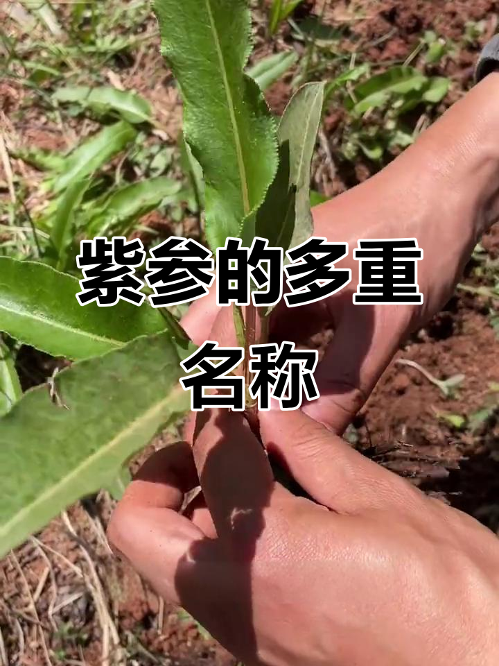 紫参的别名与形状揭秘,草河车、土虾你了解吗?