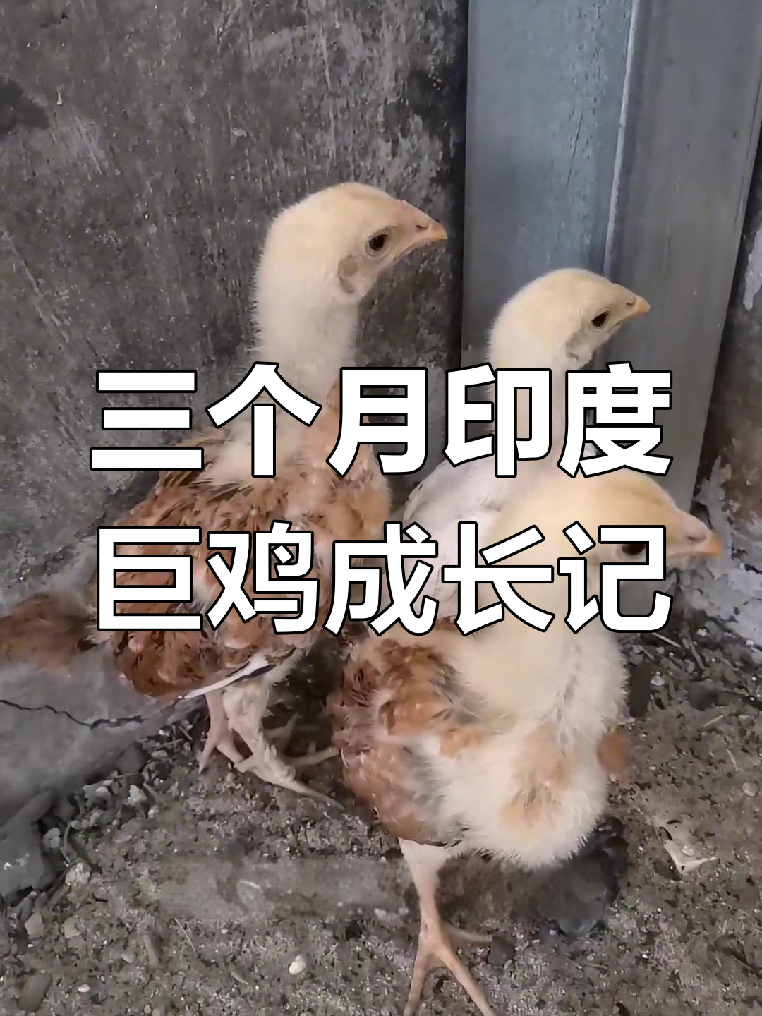 印度巨鸡三个月,从小到大的成长变化全过程