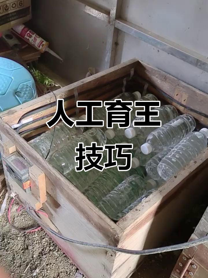 王台保温箱使用指南,轻松孵化王牌