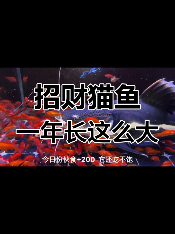 从5cm到50cm,招财猫鱼成长记:它到底吃了多少?