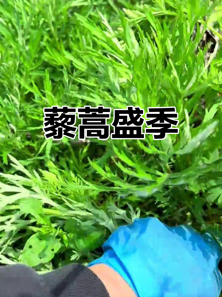 雨后藜蒿嫩绿,南昌人最爱的腊肉炒藜蒿来啦!