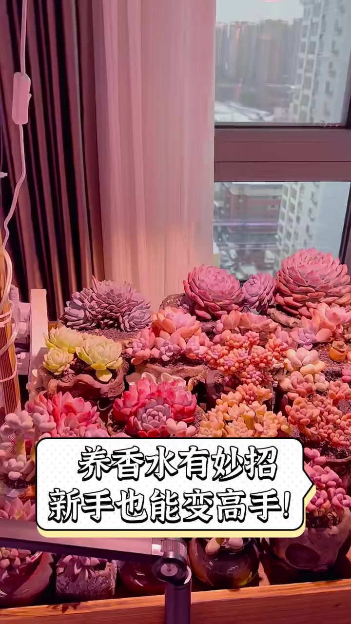 养香水有妙招,新手也能变高手!