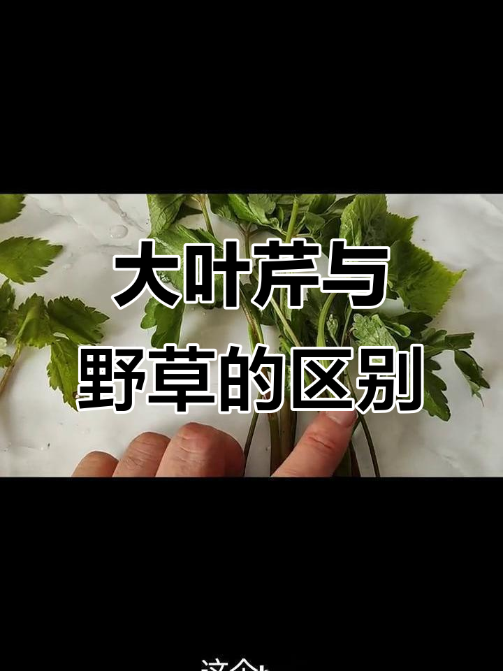如何区分大叶芹和山芹菜幌子?教你一招辨别
