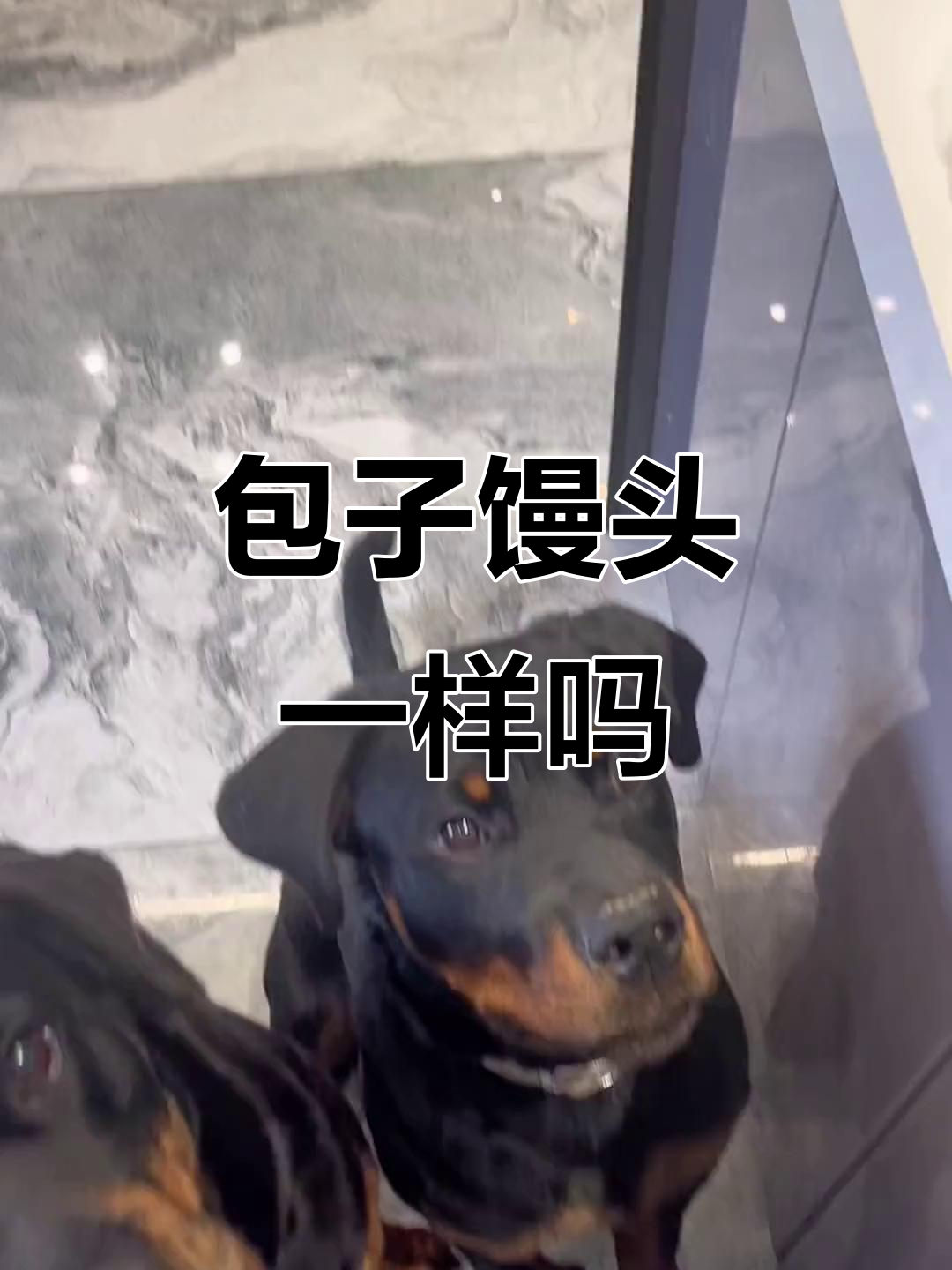 小庄烦恼:包子馒头有啥区别,吃哪个都一样!
