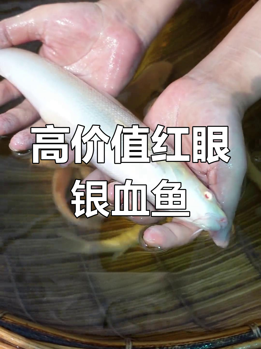 红眼银血鱼:大型杂食性鱼类