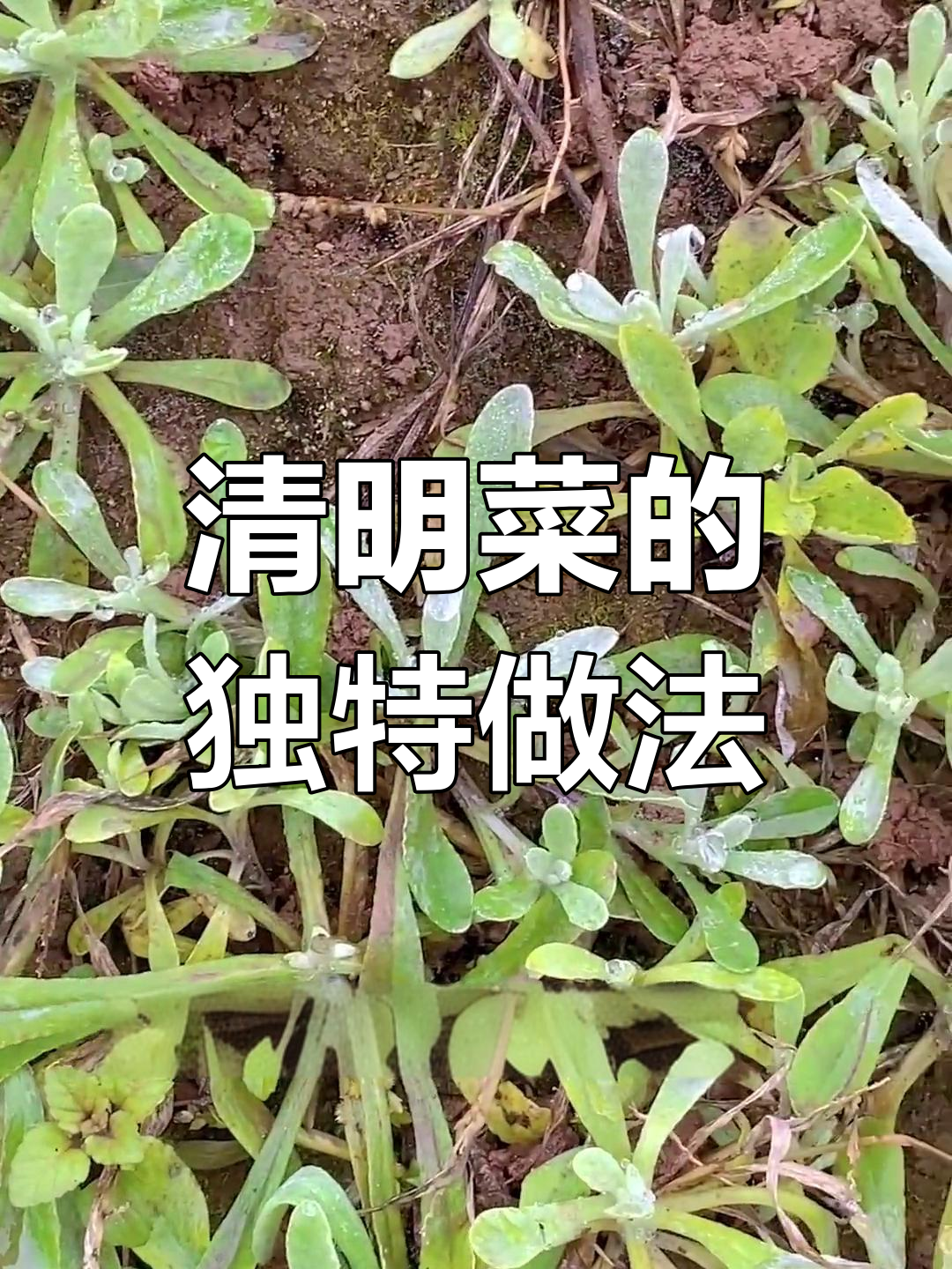 清明菜的做法大揭秘,各地吃法不同