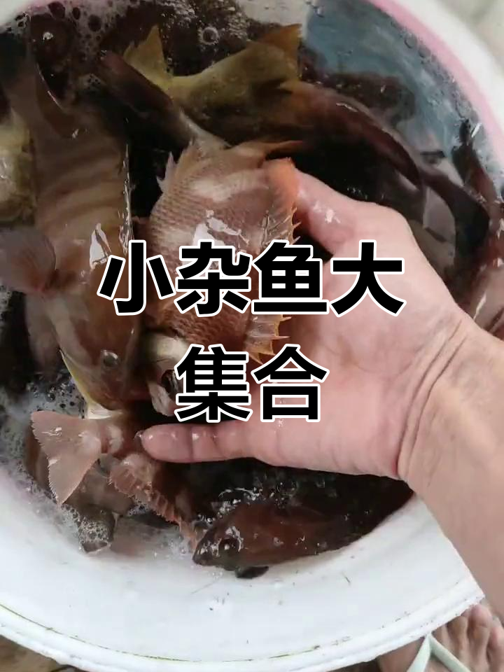 天然小杂鱼种类丰富