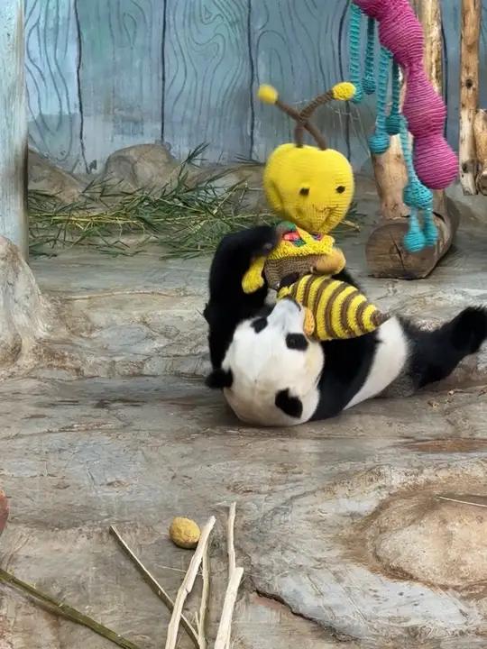 小企鹅舜舜玩一只小蜜蜂都可以玩好久大熊猫可爱大熊猫舜舜