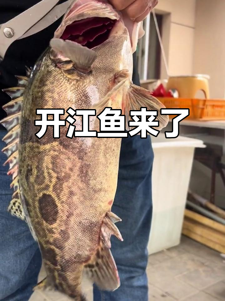 乌苏里江野生开疆大藕腐,清蒸红烧鲜美无比