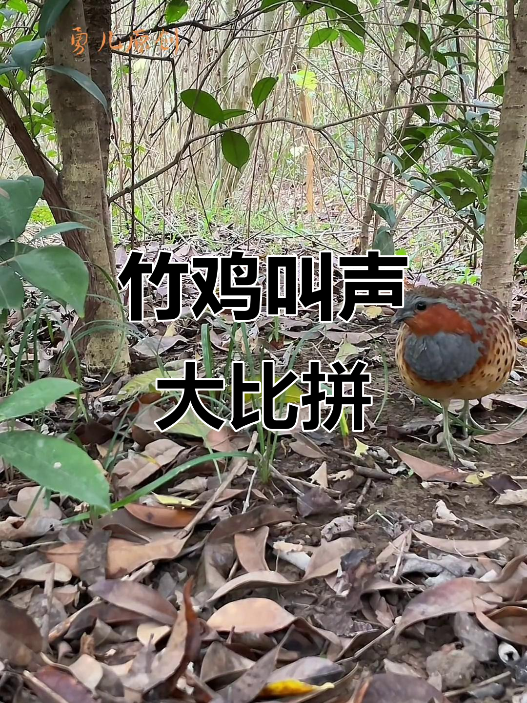 野生竹鸡叫声此起彼伏，母鸟勇敢冲上前