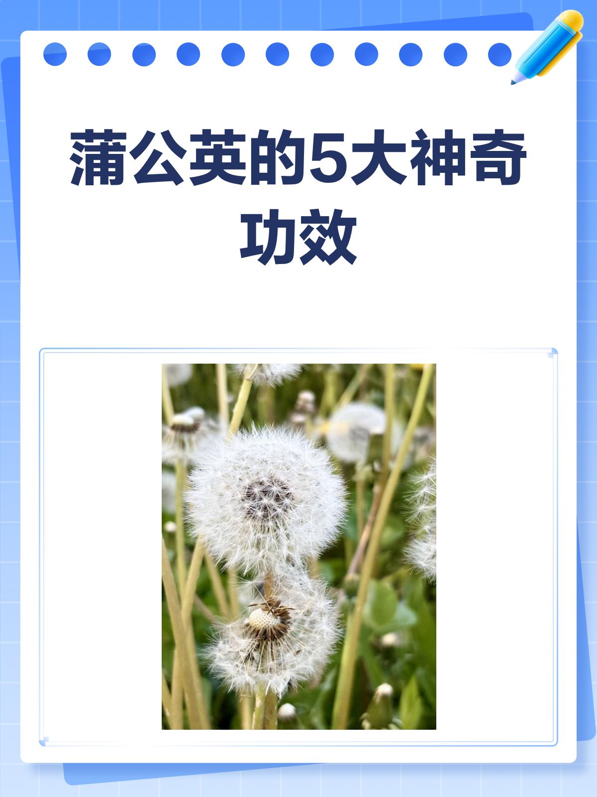 蒲公英不只是野花!它的功效与作用你知道吗?
