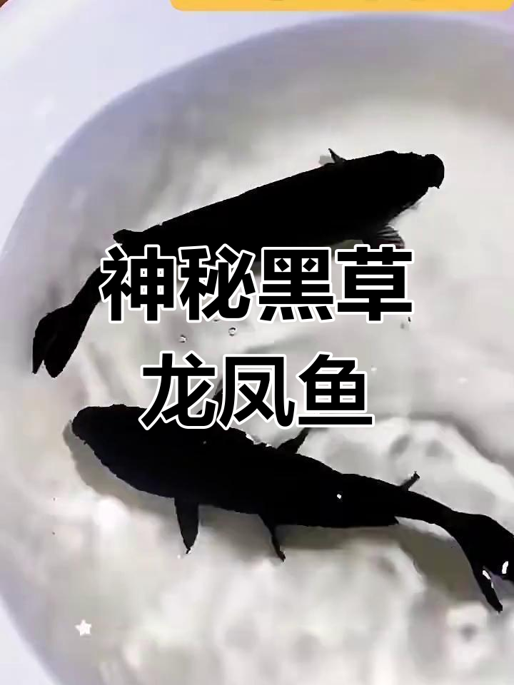 黑草龙凤鱼:墨色飘逸,古法缸里的王者