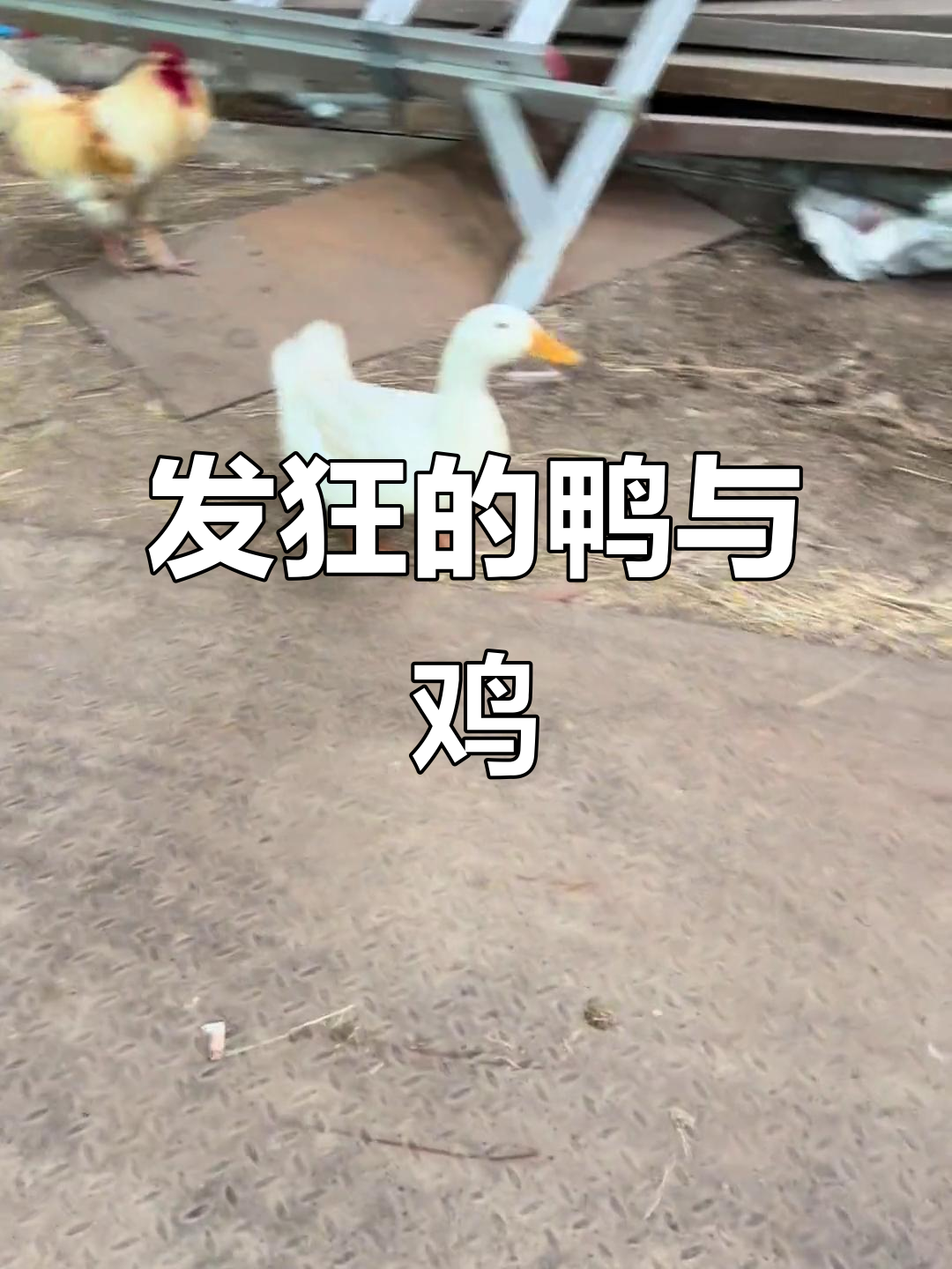 鸭子突然发疯咬人,背后那只大公鸡更让人害怕!