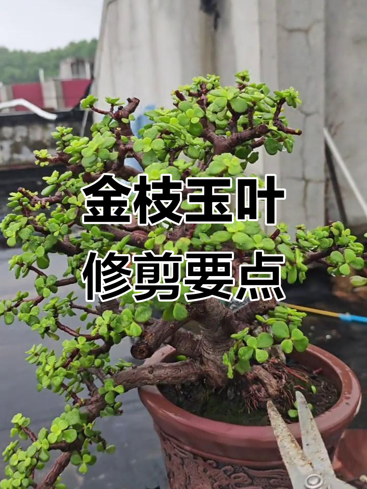金枝玉叶修剪技巧:悬崖式造型与骨架塑造
