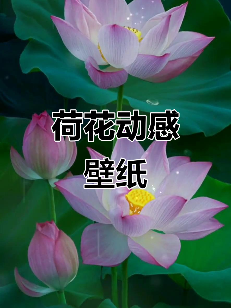 荷花动态壁纸,美丽如画