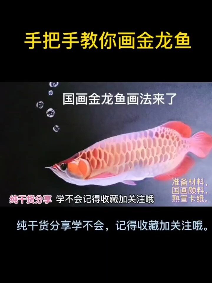 手把手教你画金龙鱼,简单又好学