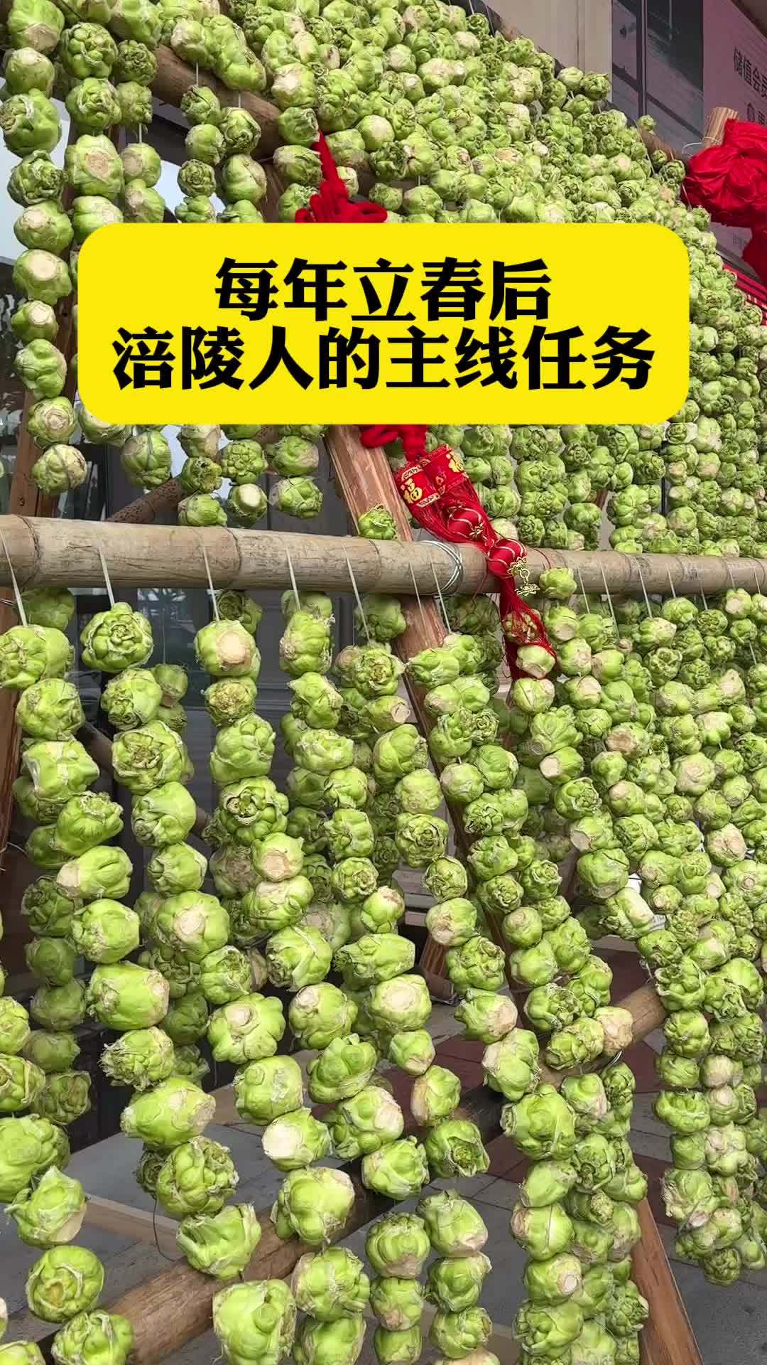 立春后,涪陵人的主线任务就是收菜头 涪陵 涪陵榨菜 涪陵榨菜香飘世界