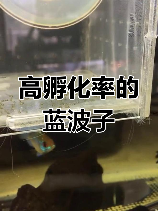 蓝波子幼鱼孵化率超高