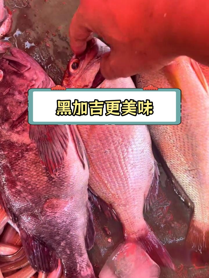 黑加吉鱼与红加吉鱼的口感差异大,价格不同