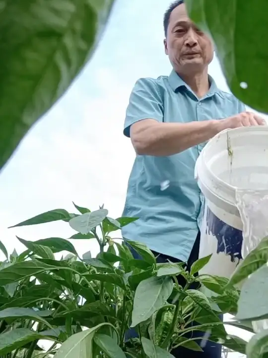 农村生活:自己种的纯天然绿色蔬菜有多香?