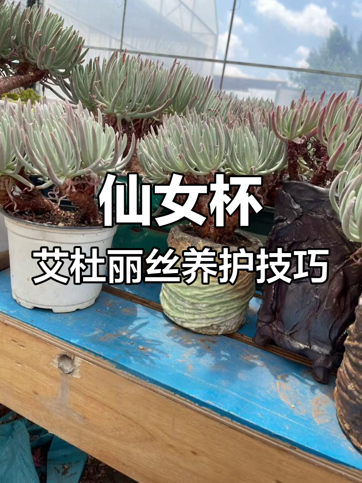 仙女杯艾杜丽丝:美丽又易养护,叶子变红超惊艳