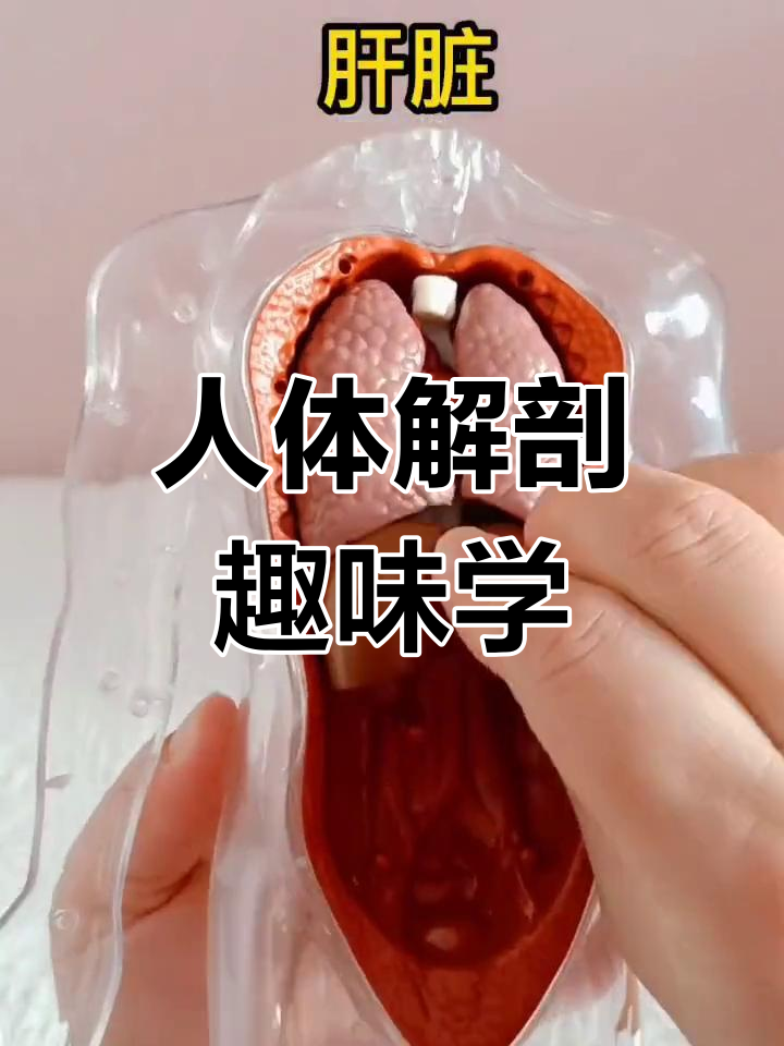 人体模型拆解,语音互动让孩子轻松掌握各部位名称