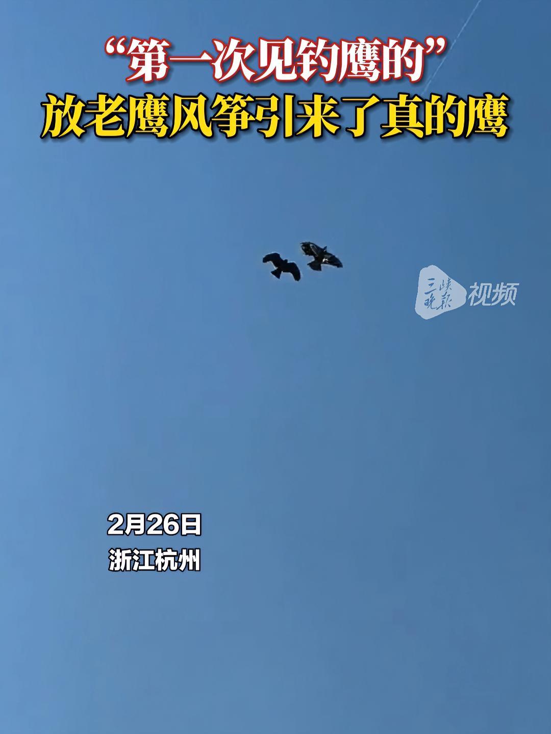 男子放老鹰风筝,不料引来了真鹰和风筝一起飞翔