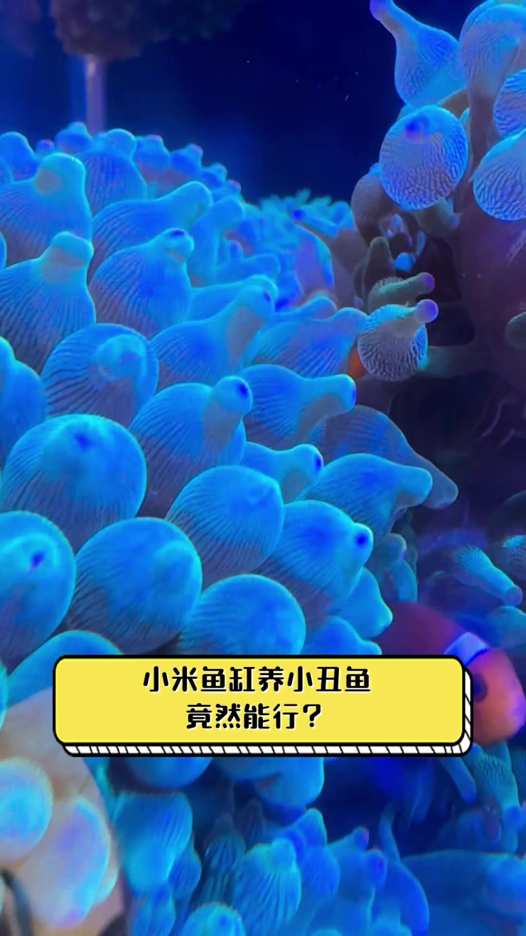 小米鱼缸养小丑鱼,竟然能行?