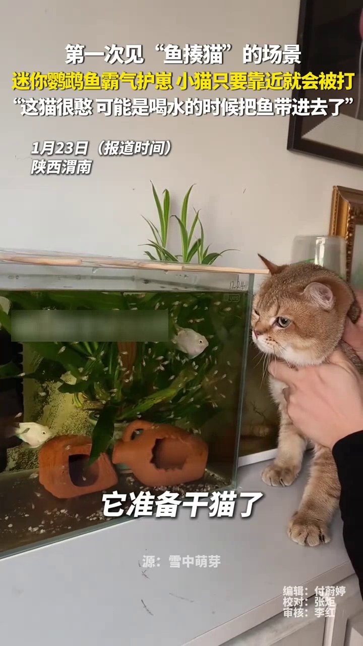 迷你鹦鹉鱼霸气护崽上演“鱼揍猫”，小猫只要靠近就会被攻击