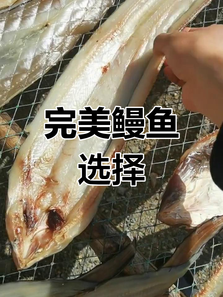 这种鳗鱼只有一根骨头,清蒸最佳,大小适中