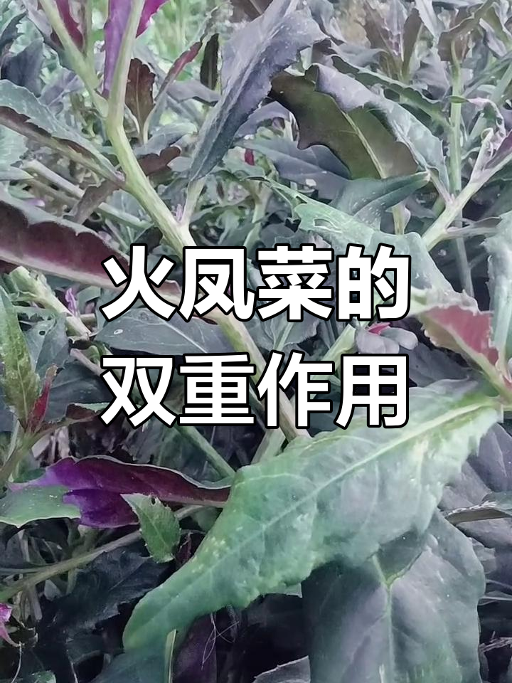 红凤菜:药食两用,观赏价值高