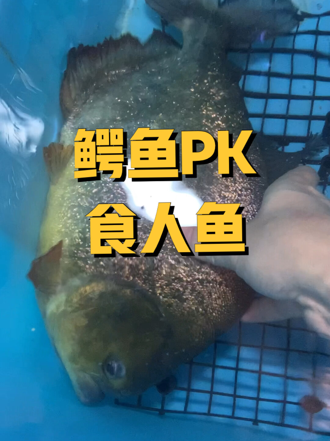 鳄鱼PK食人鱼