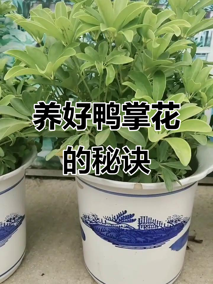 鸭掌花养护全攻略:浇水、光照和施肥技巧