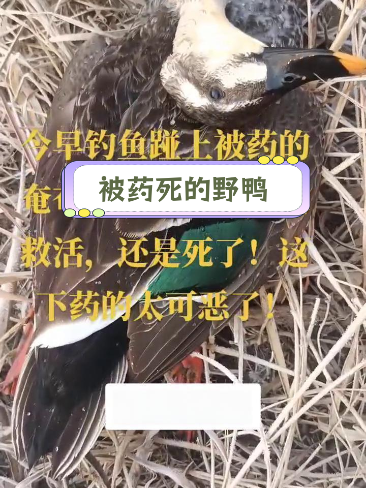 野生鸭子惨遭毒害,令人痛心