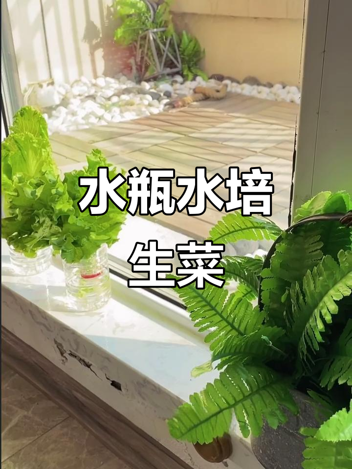 用矿泉水瓶做水培生菜,家里就能长出新鲜蔬菜