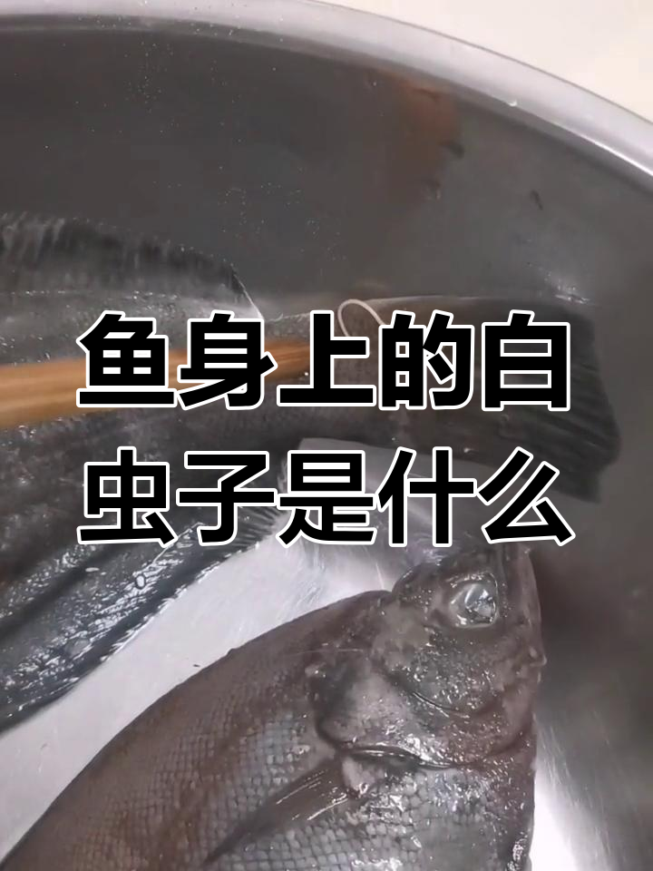鱼身上发现会动的白色线虫,是寄生虫吗?