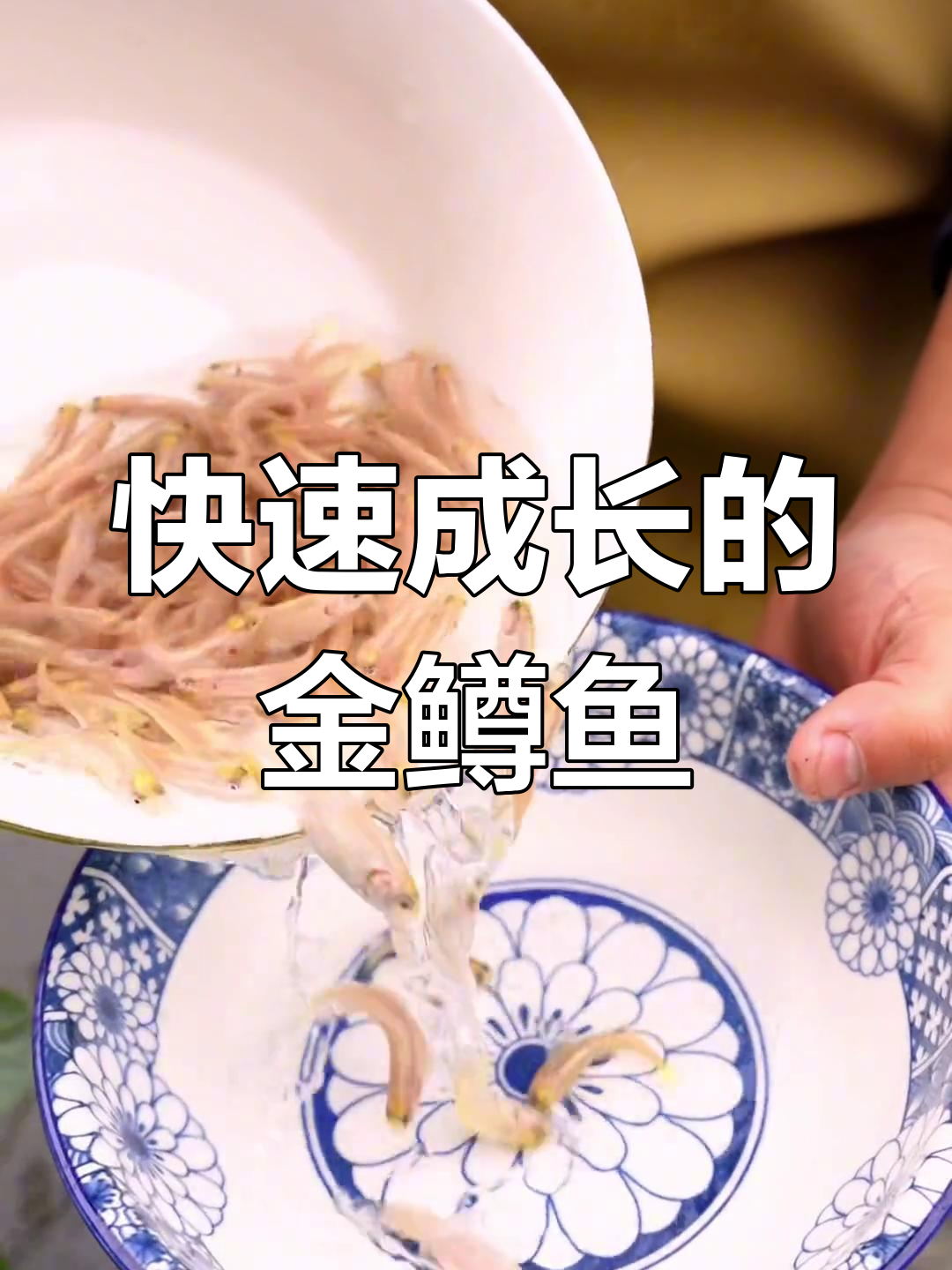 金鳟鱼:肉质鲜美,生长迅速