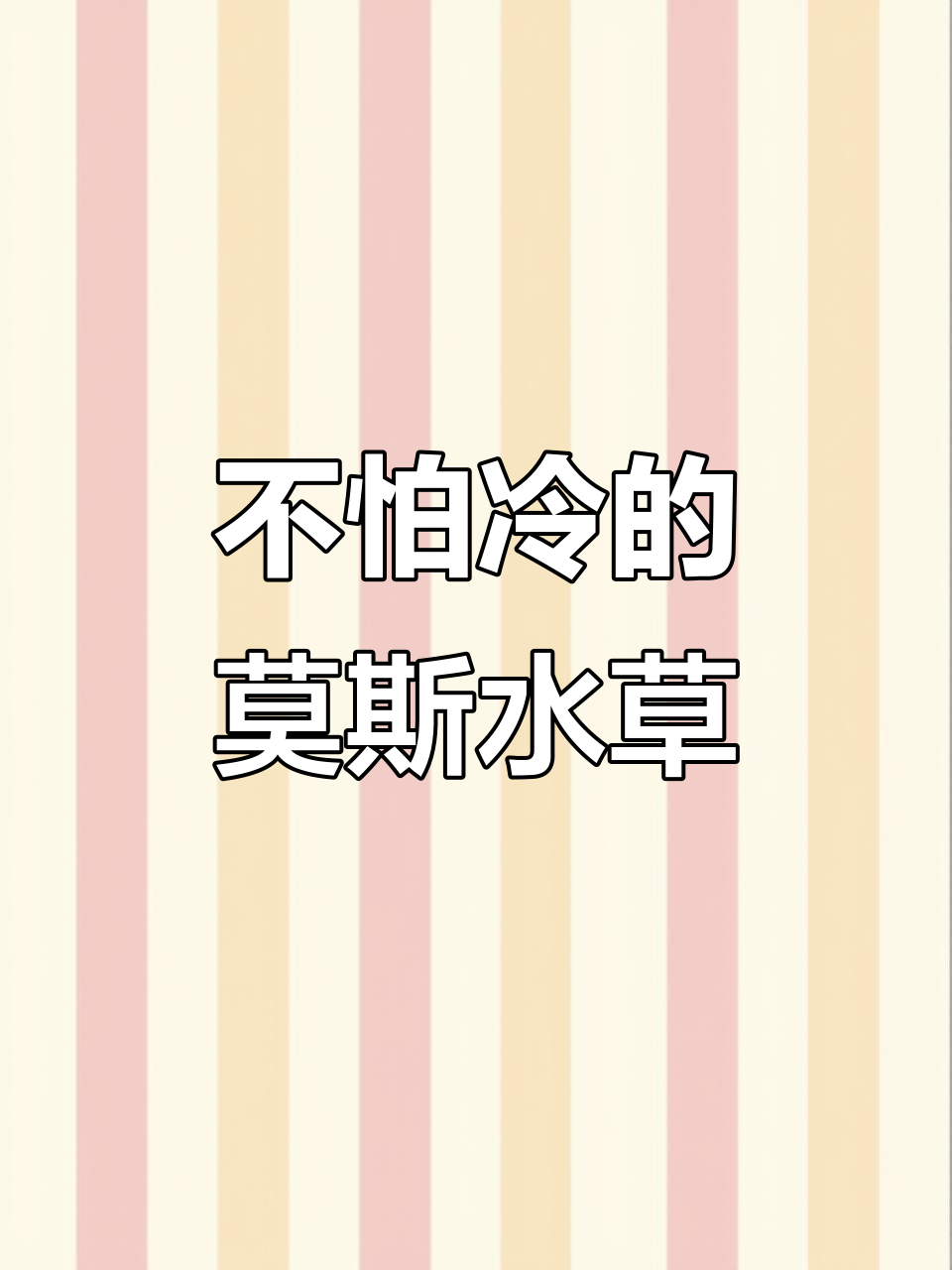 耐寒水草造景,轻松粘绑打造美丽鱼缸景观