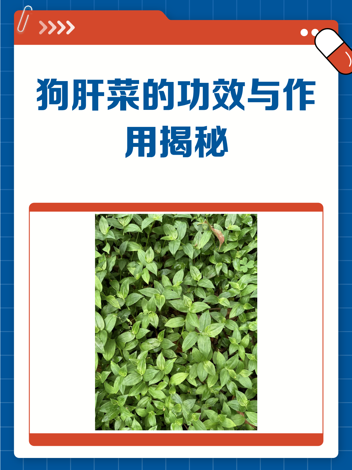 狗肝菜:清热解毒的小能手!