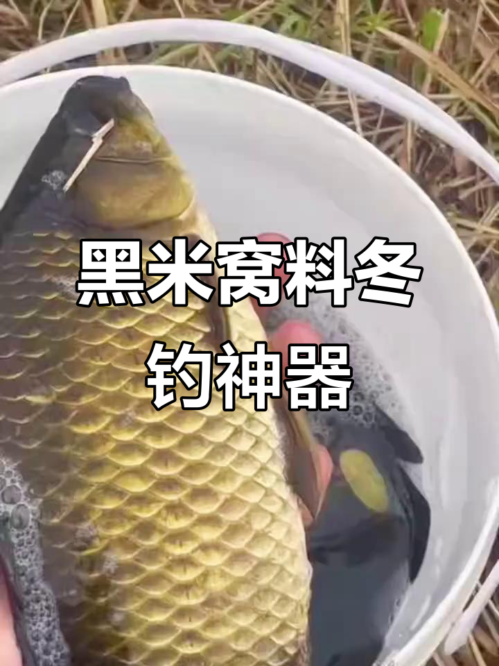 冬季钓鱼必备,老马黑米窝料效果惊人,轻松诱鱼
