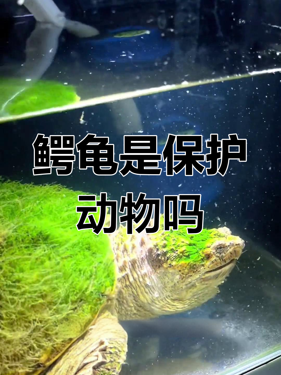 鳄龟是否为保护动物?国外提议升级,国内现状如何