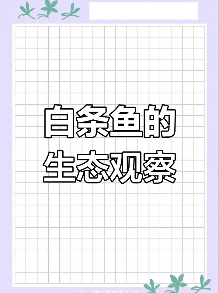 鱼缸里的白条鱼苗,生活环境大揭秘