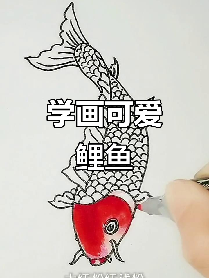 零基础学画鲤鱼,轻松掌握细节与色彩