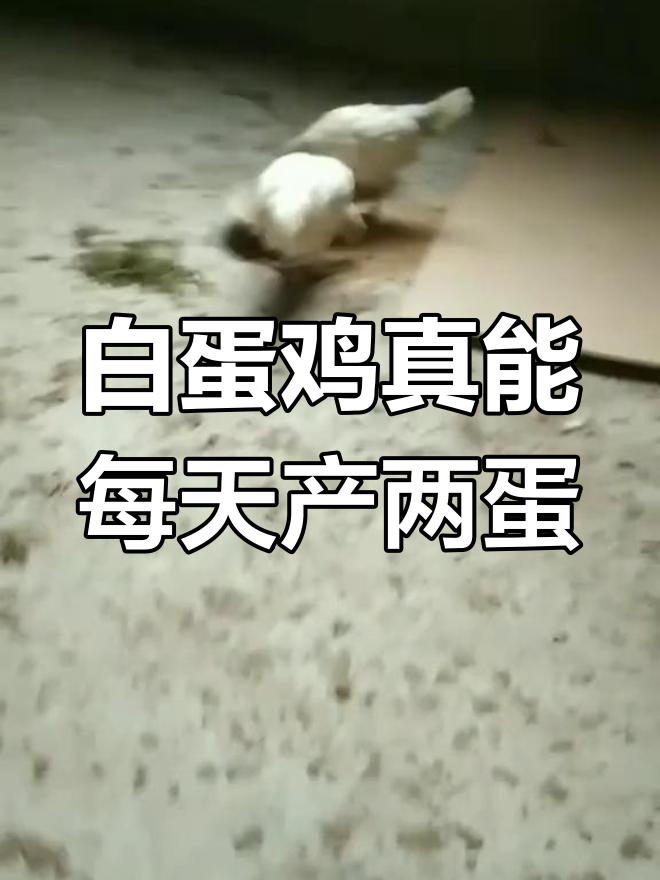 买了两只白蛋鸡,老板说一天能下两个蛋?