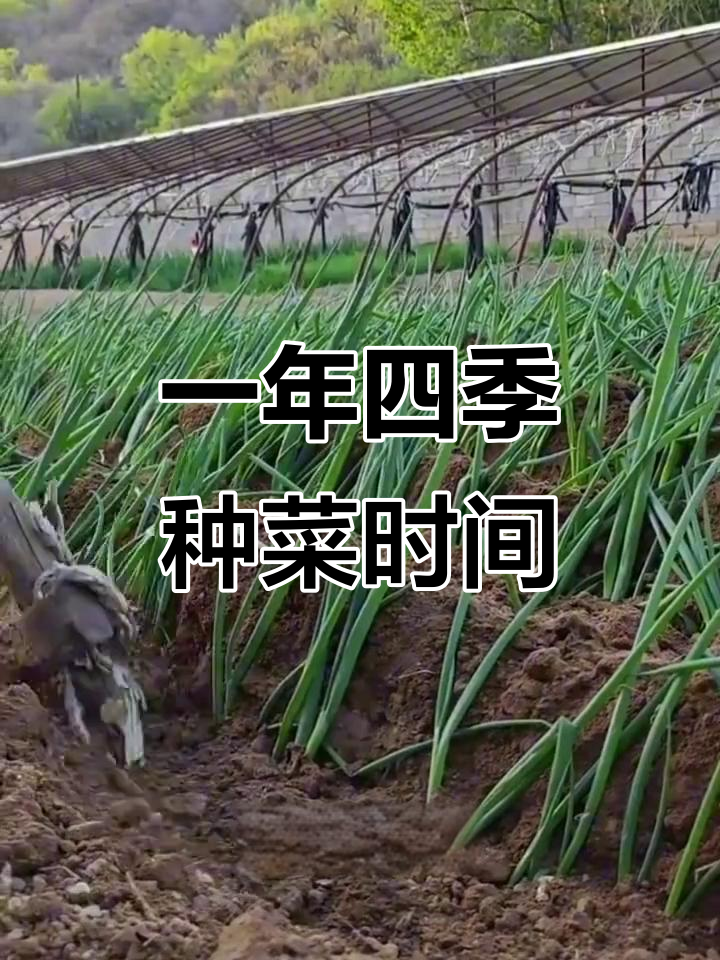 一年四季蔬菜种植全攻略,掌握这些技巧让你事半功倍