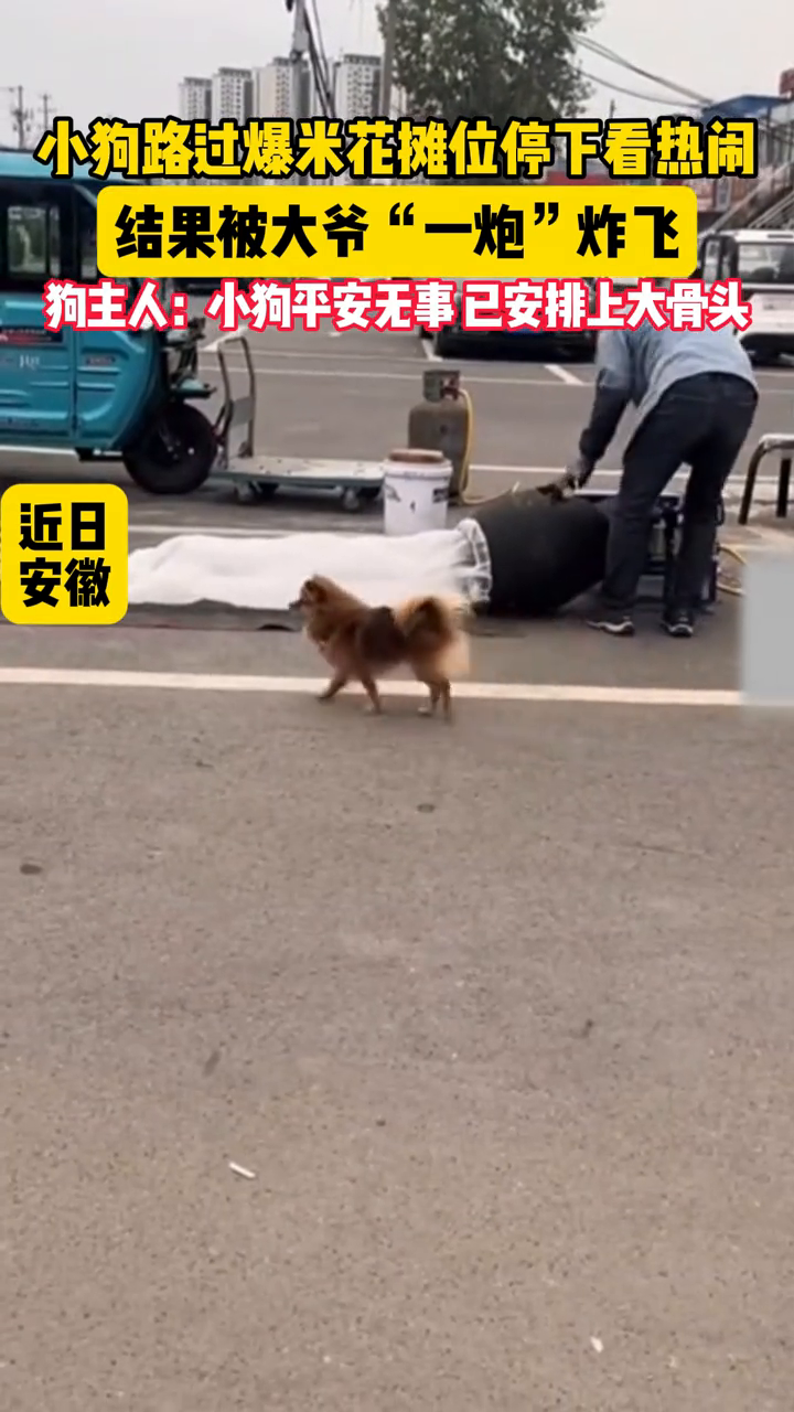 小狗路过爆米花摊位停下看热闹,结果被大爷“一炮”炸飞
