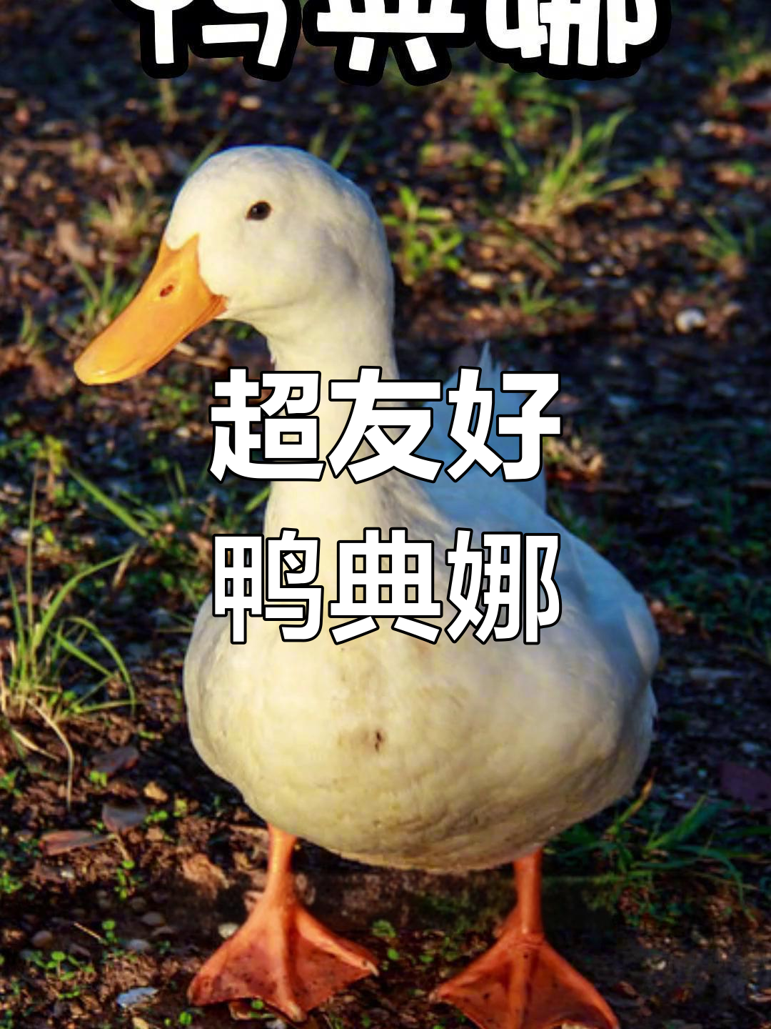 鸭典娜:一只超级友好的北京鸭,全身雪白超可爱