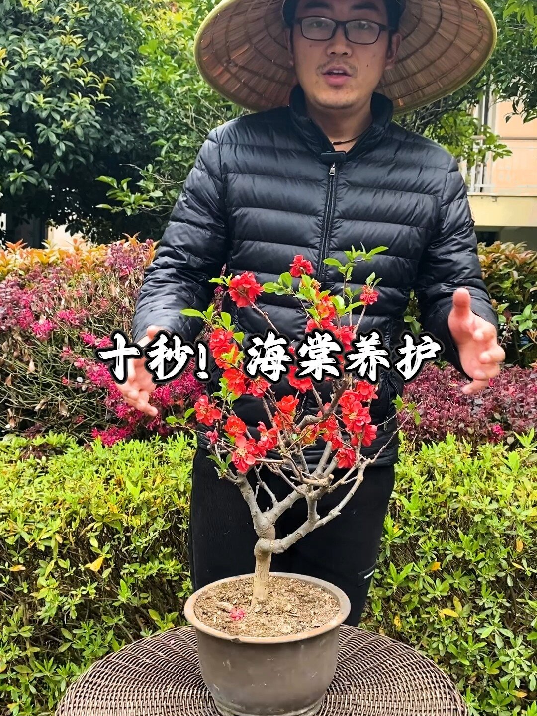 海棠树养护