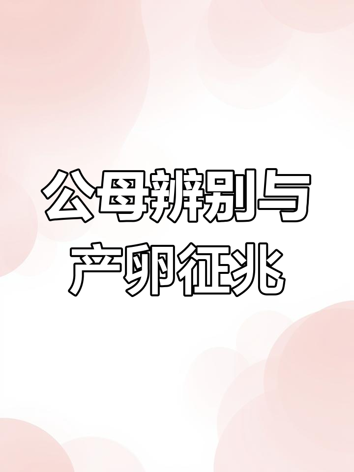 迷你鹦鹉鱼公母分辨及产卵前兆解析