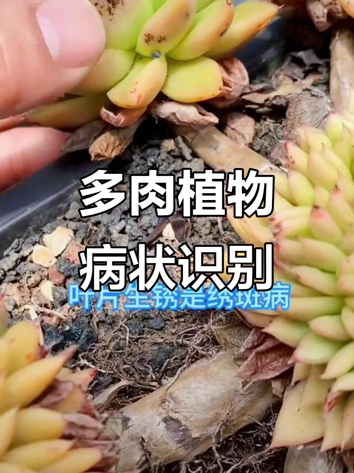 多肉植物常见病症与防治方法,轻松搞定白斑、炭疽等病害